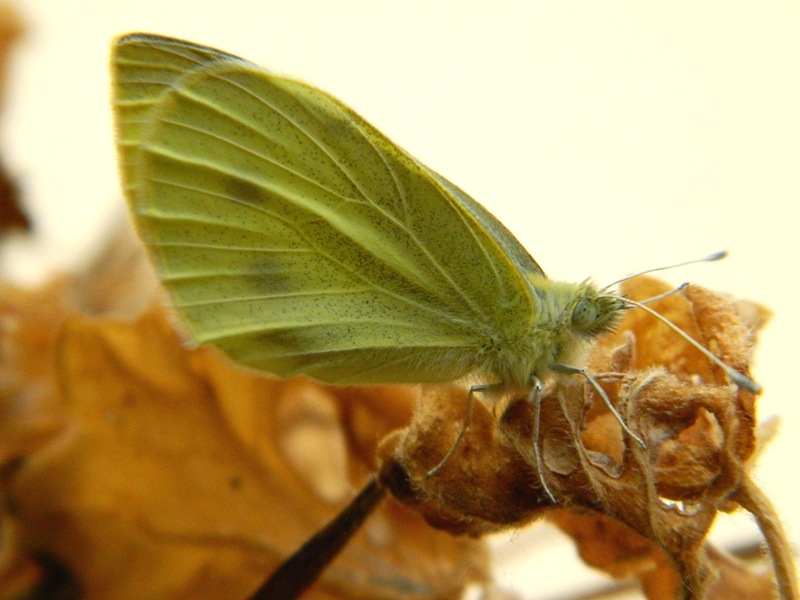 da determinare - Pieris brassicae